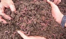 Разведение калифорнийских червей Канадские черви для компоста